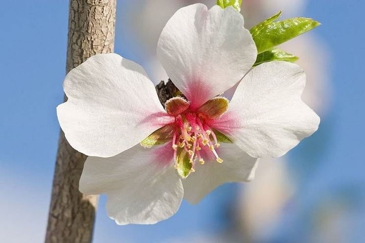 INIZIATA QUESTA NOTTE LA PRIMAVERA, EQUINOZIO CON UN GIORNO IN ANTICIPO. TEMPO IN MIGLIORAMENTO