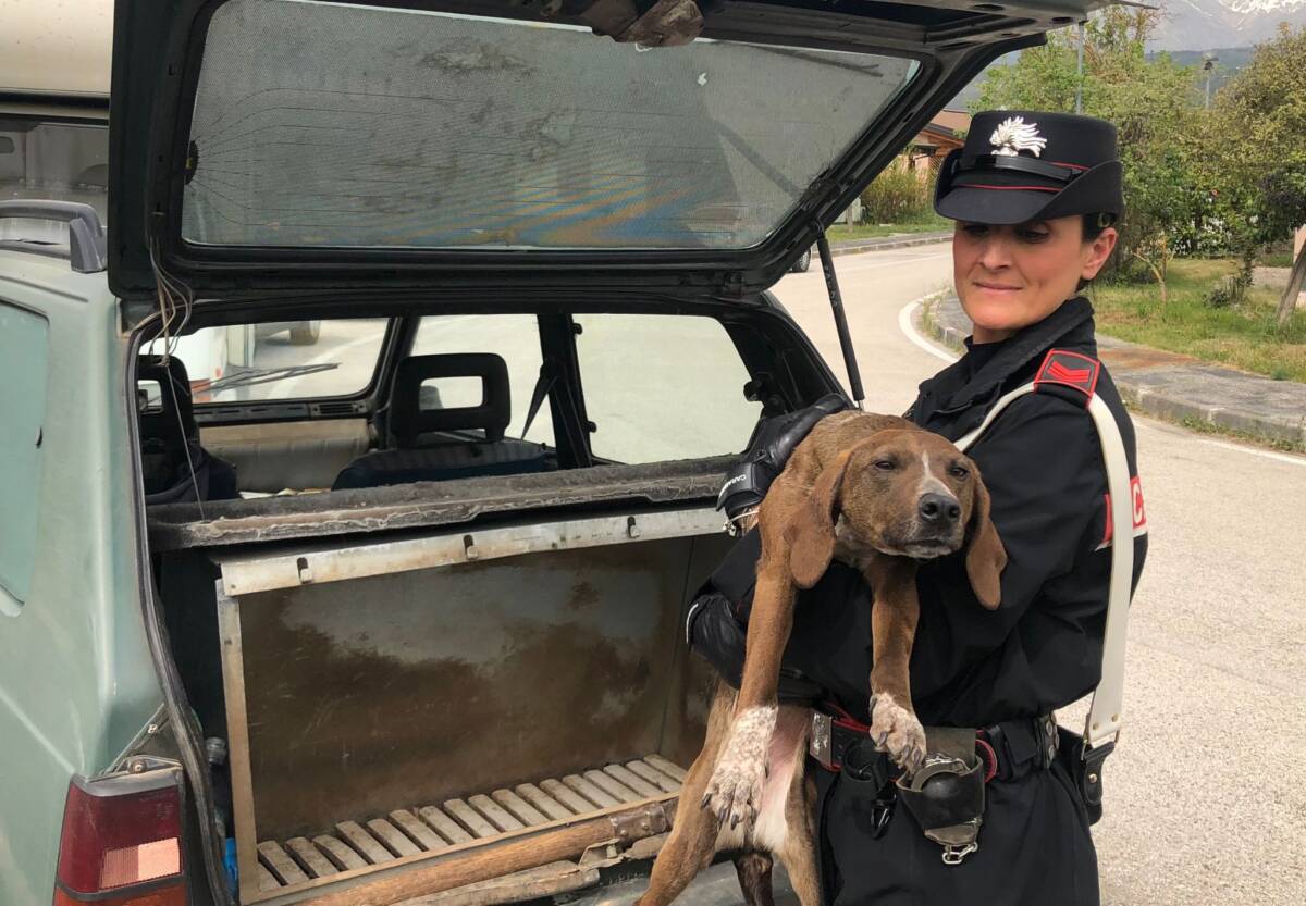 L’AQUILA: TENTATO “CAVALLO DI RITORNO” CON CANI DA TARTUFO, ARRESTATO ISTRUTTORE 62ENNE