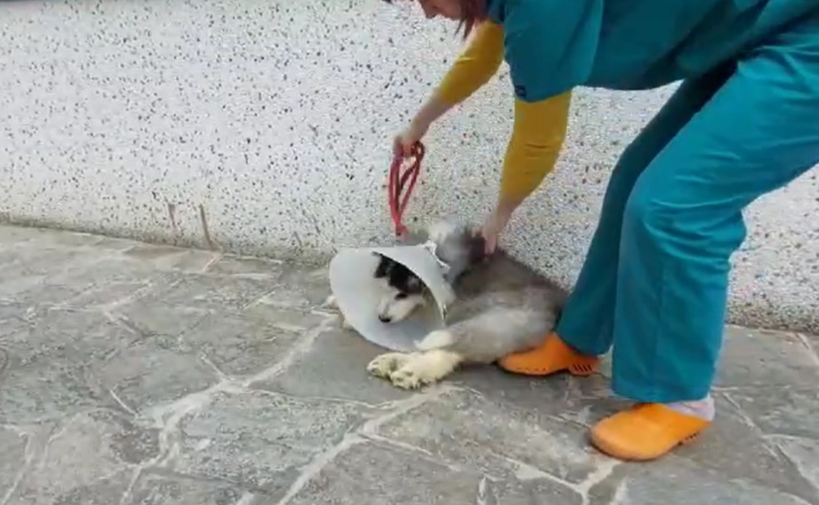 L’AQUILA: CUCCIOLO DI MALAMUTE NEUROLOGICO, OIPA CHIEDE AIUTO PER IL DOLCISSIMO CANE “KINDER”