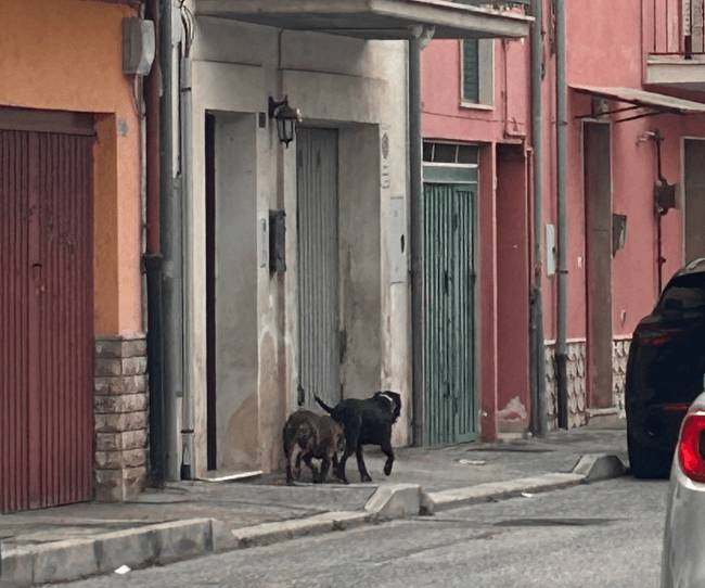 AVEZZANO: CANI VAGANTI A SAN NICOLA, “AGGREDITO E UCCISO UN GATTO, PERICOLOSI PER PERSONE E ANIMALI”