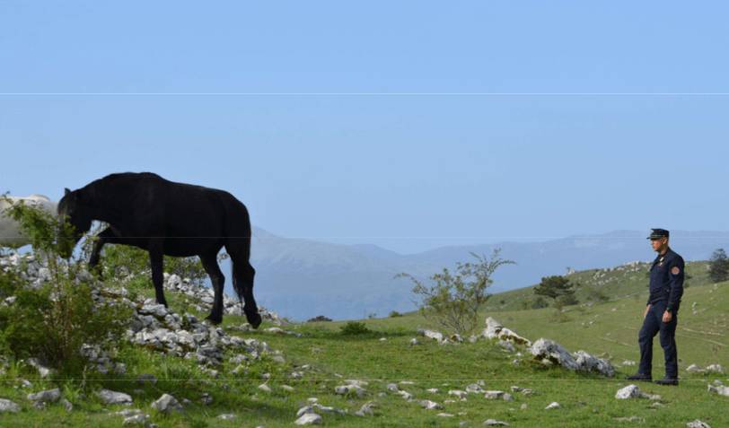 PARCO GRAN SASSO: CENTINAIA DI MUCCHE E CAVALLI SENZA CUSTODIA, SANZIONI PER OLTRE 11MILA EURO