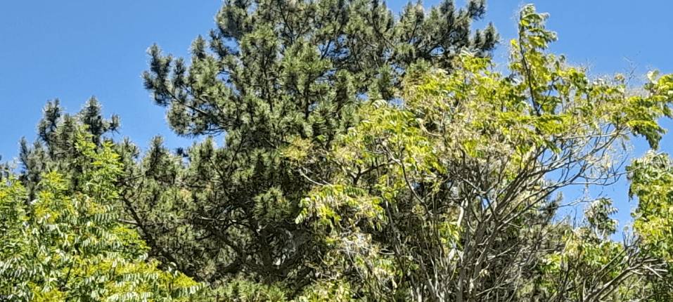 L’AQUILA: “NIDI DI PROCESSIONARIA DA MESI, NESSUN INTERVENTO”, LA SEGNALAZIONE