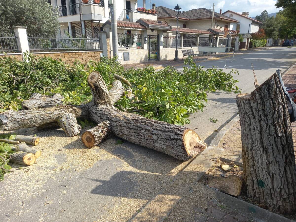 ALBERI ABBATTUTI A CORFINIO: PROTESTANO I COMITATI AMBIENTALISTI CHE MINACCIANO ESPOSTI