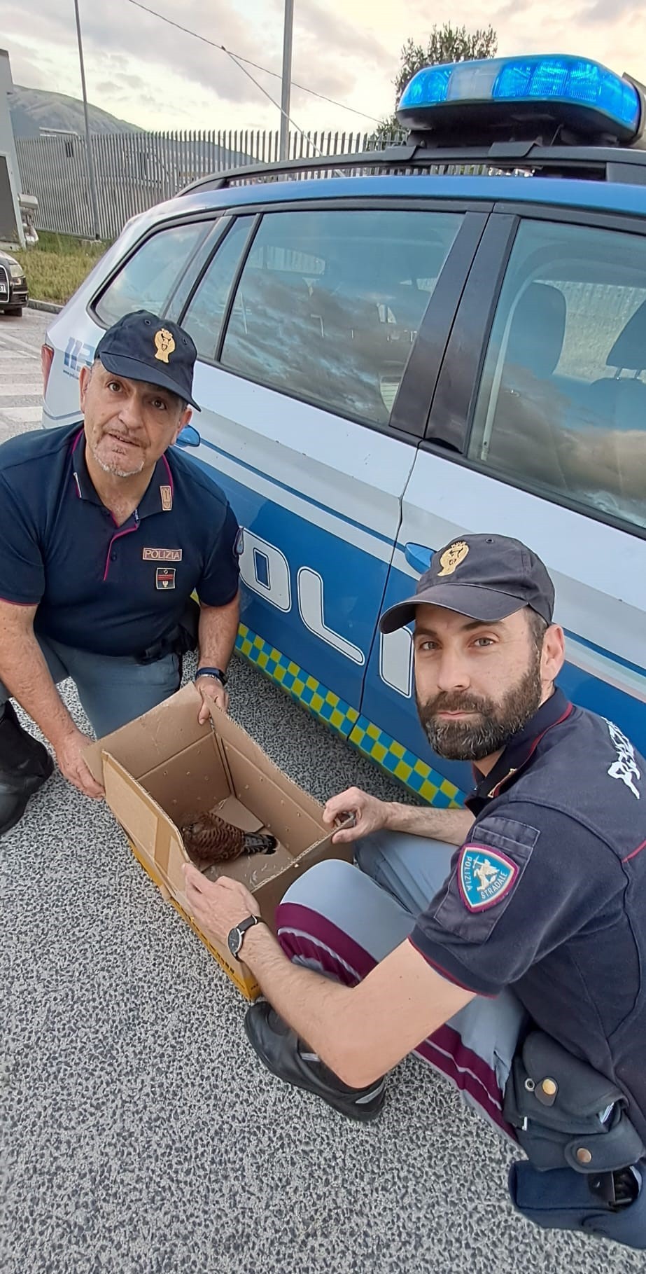 PICCOLO RAPACE RECUPERATO E SALVATO DALLA POLSTRADA ALL’USCITA DEL CASELLO DI PRATOLA PELIGNA