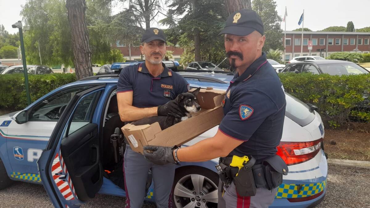 A14: POLIZIA STRADALE DI PESCARA TROVA E SOCCORRE UN CANE SMARRITO