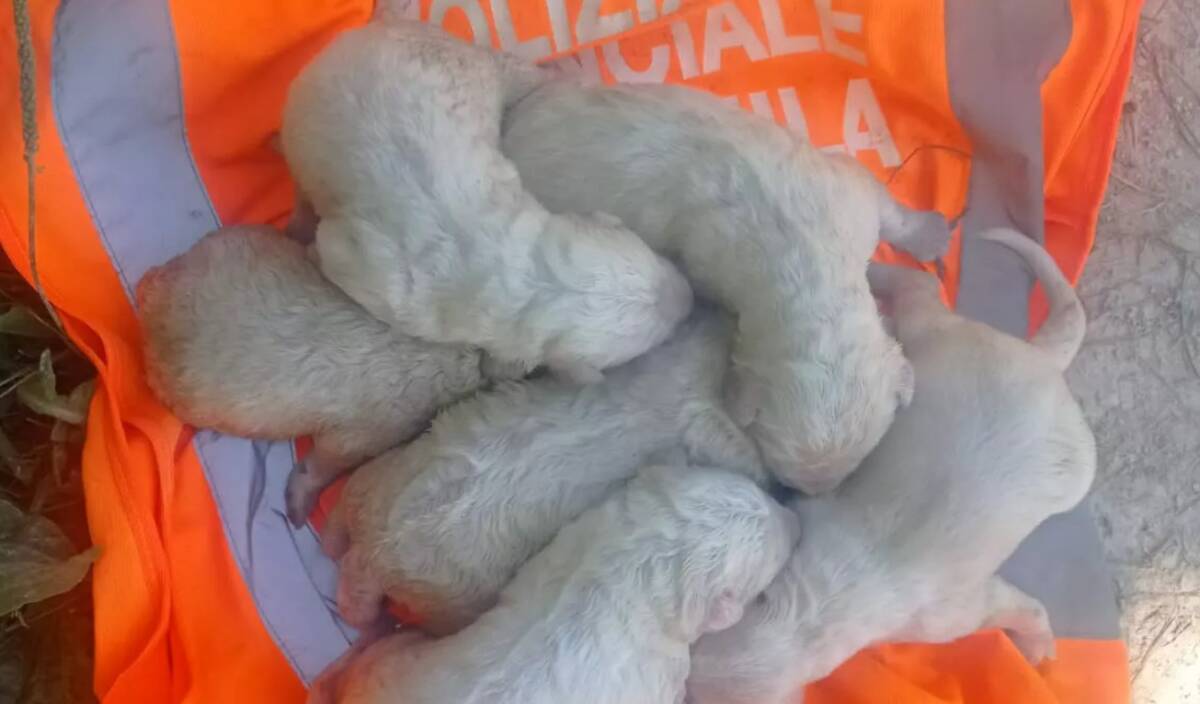 L’AQUILA: SALVATI SEI CUCCIOLI DI PASTORE ABRUZZESE APPENA NATI TROVATI SULLE RIVE DEL RAIALE
