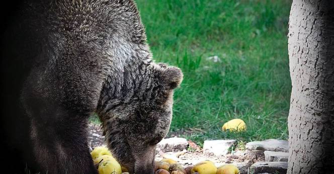 ADDIO ALL’ORSA CATERINA: “FONDO'” L’AREA FAUNISTICA DI PALENA