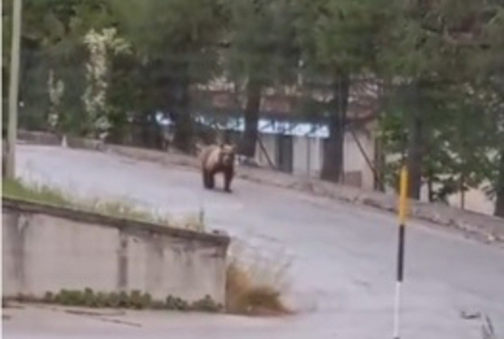 ORSO FILMATO E MESSO IN FUGA A PESCOCOSTANZO: SCATTANO ORDINANZE E CONTROLLI