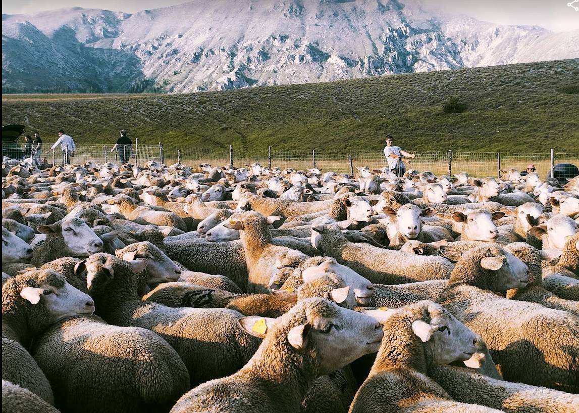 BLUE TONGUE IN ABRUZZO: COLDIRETTI CHIEDE PIANO VACCINALE