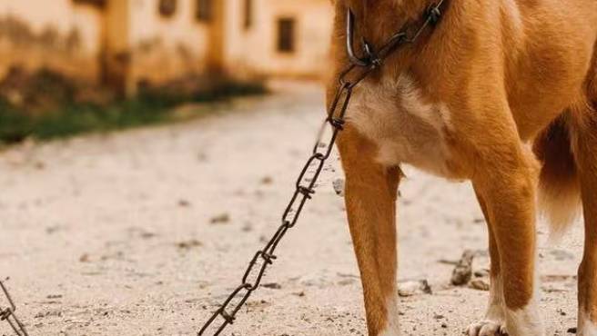 LANCIANO: CANE LEGATO PER GIORNI A CATENA DI UN METRO, DENUNCIATI I PROPRIETARI