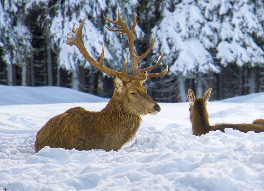CACCIA AL CERVO: IMPRUDENTE E MARSILIO, “ATTENDIAMO SERENAMENTE IL GIUDIZIO DEL TAR”
