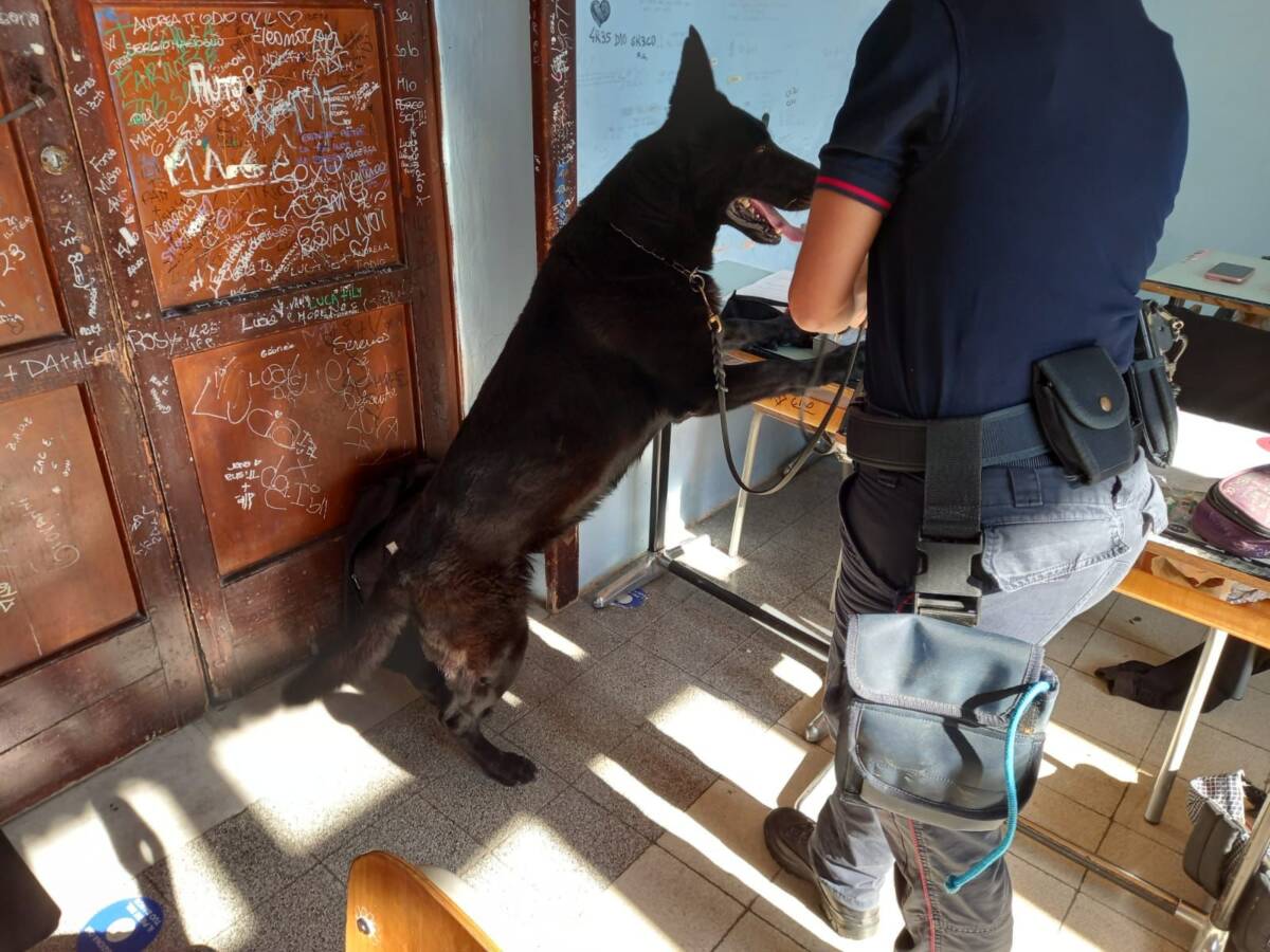 TERAMO: PITBULL SENZA GUINZAGLIO TENTA DI AGGREDIRE UN PICCOLO CANE, MULTATO IL PROPRIETARIO