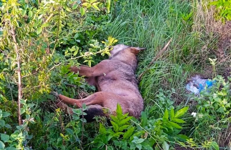 TRASACCO: AUTOMOBILE INVESTE E UCCIDE LUPO, FERITE DUE 21ENNI