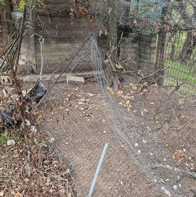 PARCO SIRENTE: L’ORSO COLPISCE ANCORA, RAZZIA IN UN POLLAIO DI GORIANO VALLI