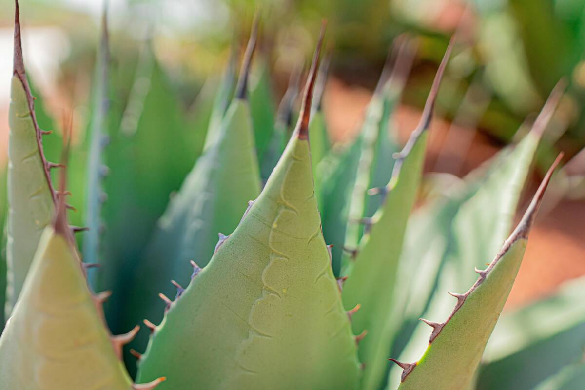ALOE VERA: IL TESORO NATURALE PER LA SALUTE E IL BENESSERE IN ABRUZZO