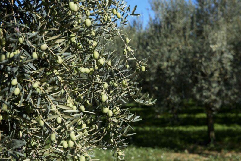 OLIVI ABBATTUTI SENZA AUTORIZZAZIONE: SANZIONE DI 11MILA EURO