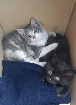 L’AQUILA: GATTINI TROVATI CHIUSI IN UNO SCATOLONE CERCANO CASA
