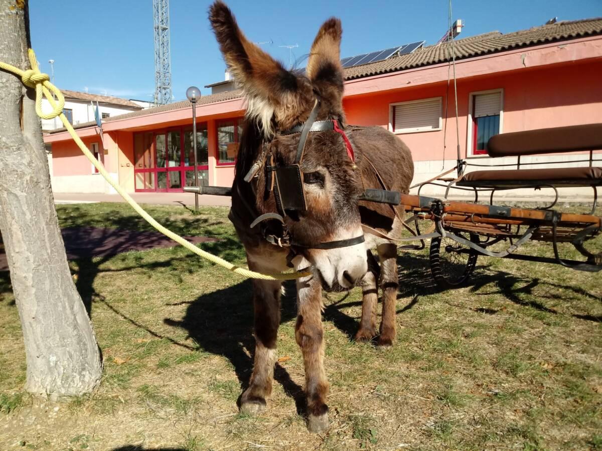 “L’ALBERO DAI MILLE COLORI”: INAUGURAZIONE MURALE ALLA SCUOLA DELL’INFANZIA DI PAGANICA