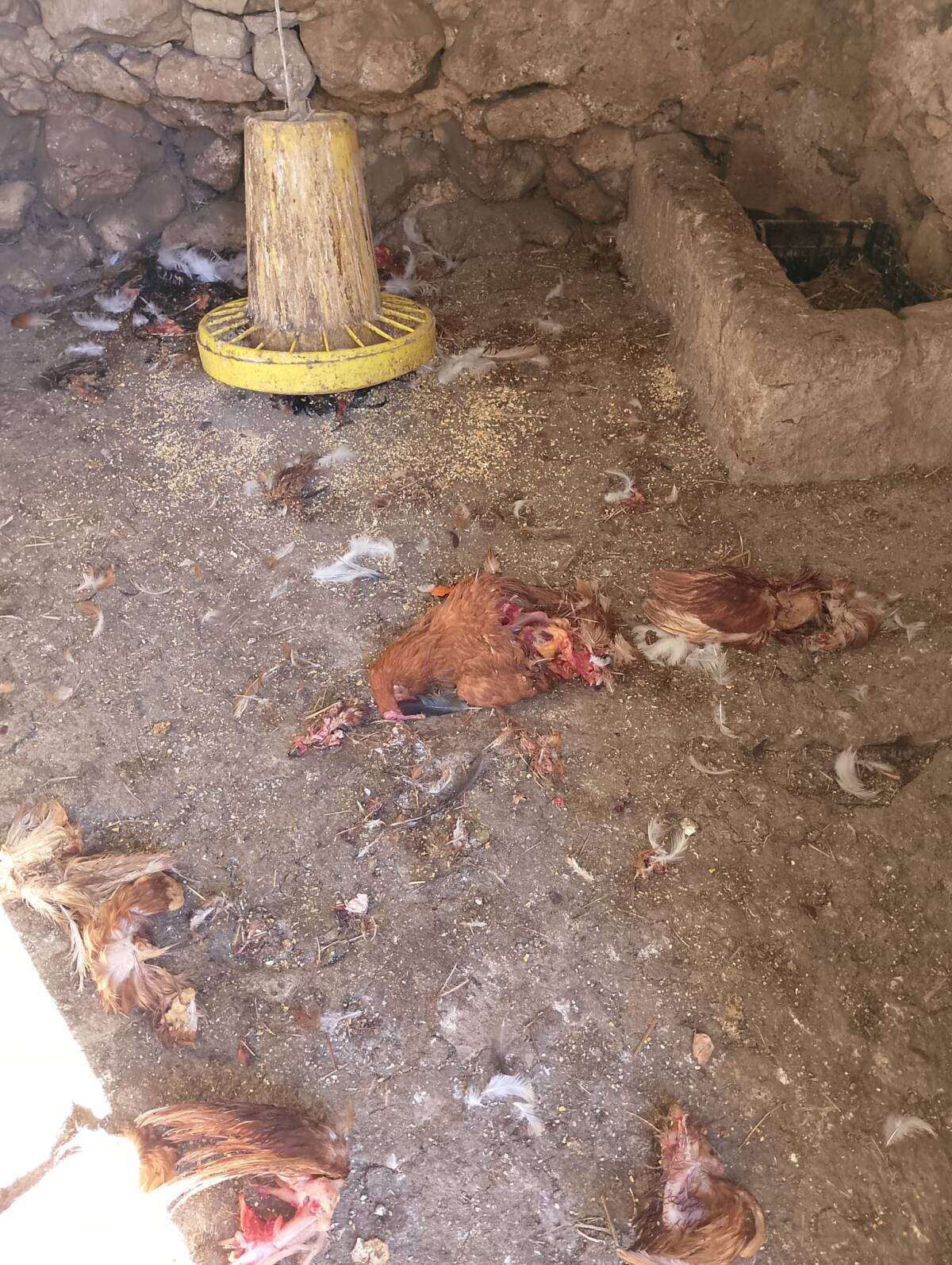 PARCO SIRENTE: RAZZIA DELL’ORSO IN POLLAIO A FONTECCHIO, “UN PERICOLO ANCHE PER PERSONE”