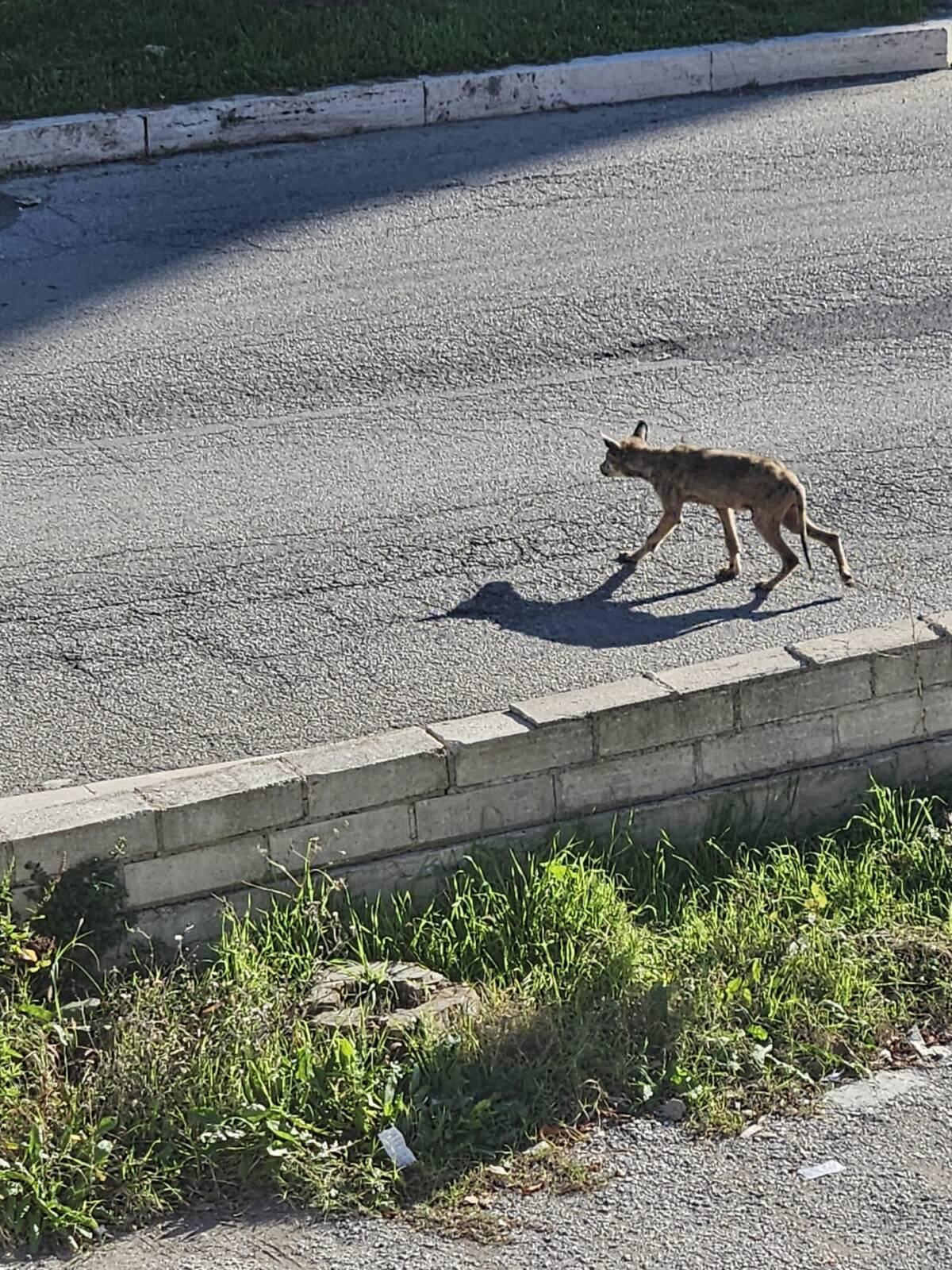AVVISTATO UN LUPO MALATO DI ROGNA A SAN DEMETRIO: ALLARME DEL COSPA, “VA CATTURATO”