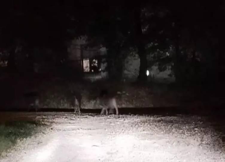 L’AQUILA: TROVA I CINGHIALI DAVANTI A CASA E NON PUO’ RIENTRARE FINCHE’ NON VANNO VIA