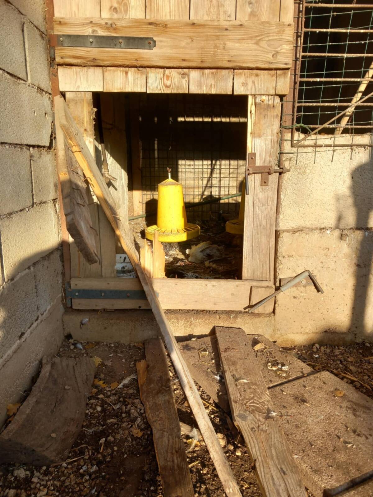 PARCO SIRENTE: ORSO FA STRAGE GALLINE A GORIANO VALLI, “IN PAESE PERCHÉ CERVI FANNO RAZZIA FRUTTA”