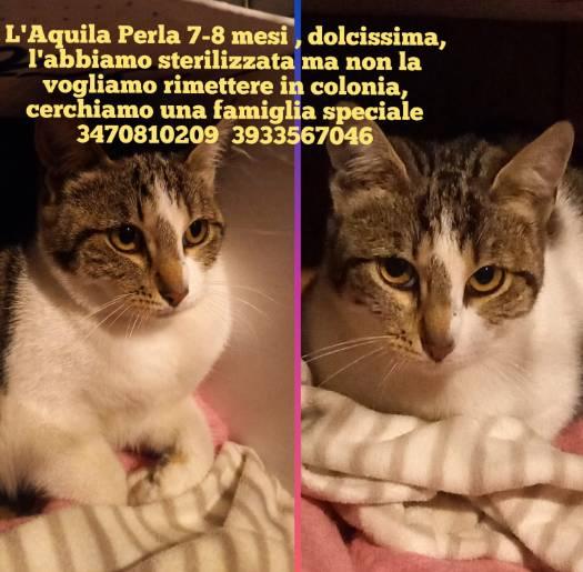 L’AQUILA: PERLA CERCA CASA
