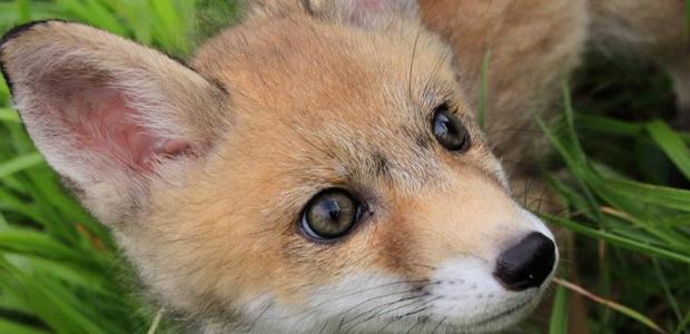 A PESCARA CHIUDE IL CRAS: LNDC SCRIVE A REGIONE, “TUTELA FAUNA SELVATICA DOVERE MORALE”