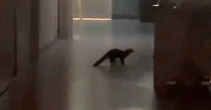 FAINA E GATTO IN GIRO ALL’OSPEDALE DELL’AQUILA: ALLARME TRA I PAZIENTI, INDAGA L’ASL