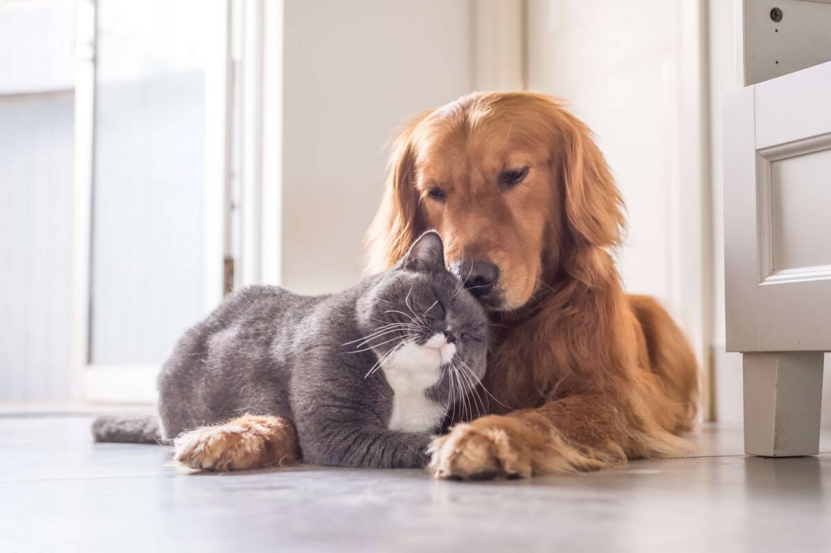 CAMPAGNA LNDC: CIBO GRATIS PER UN ANNO A CHI ADOTTA CANI E GATTI ANZIANI