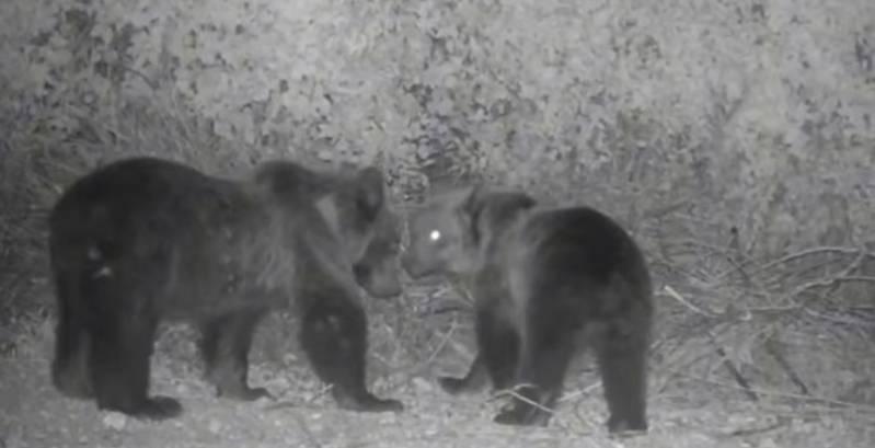 FOTOTRAPPOLA RIPRENDE DUE ORSI: PNALM, “FORSE SONO I CUCCIOLI DELL’ORSA AMARENA”