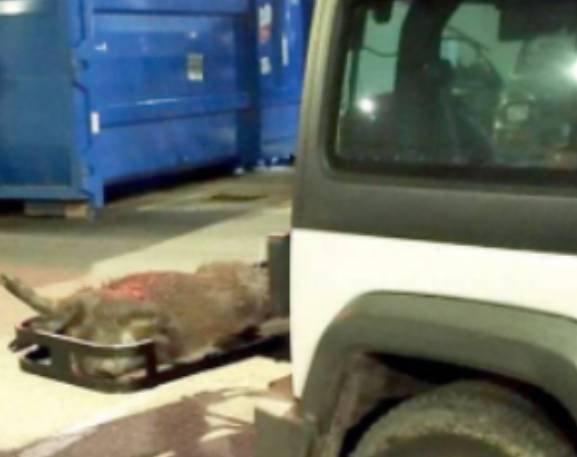 MONTESILVANO: CINGHIALI NEL PARCHEGGIO DEL CENTRO COMMERCIALE, UCCISI DOPO UN’ORA DI CACCIA