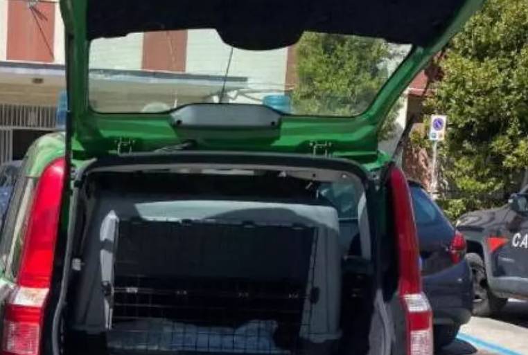 PIZZOFERRATO: 4 CUCCIOLI SALVATI DA CARABINIERI FORESTALE, “GRAZIE A CITTADINO PER SEGNALAZIONE”