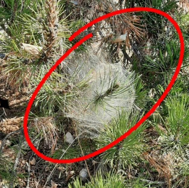 “EMERGENZA PROCESSIONARIA” A CELANO: NATALINI (PD), “COMUNE E PARCO INTERVENGANO”