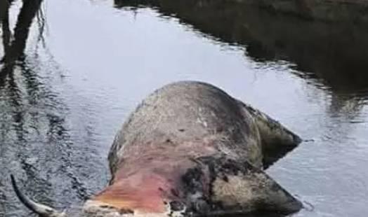 TROVATE TRE CARCASSE DI BOVINI NEL FIUME ZITTOLA: ACCERTAMENTI IN CORSO, IPOTESI TBC