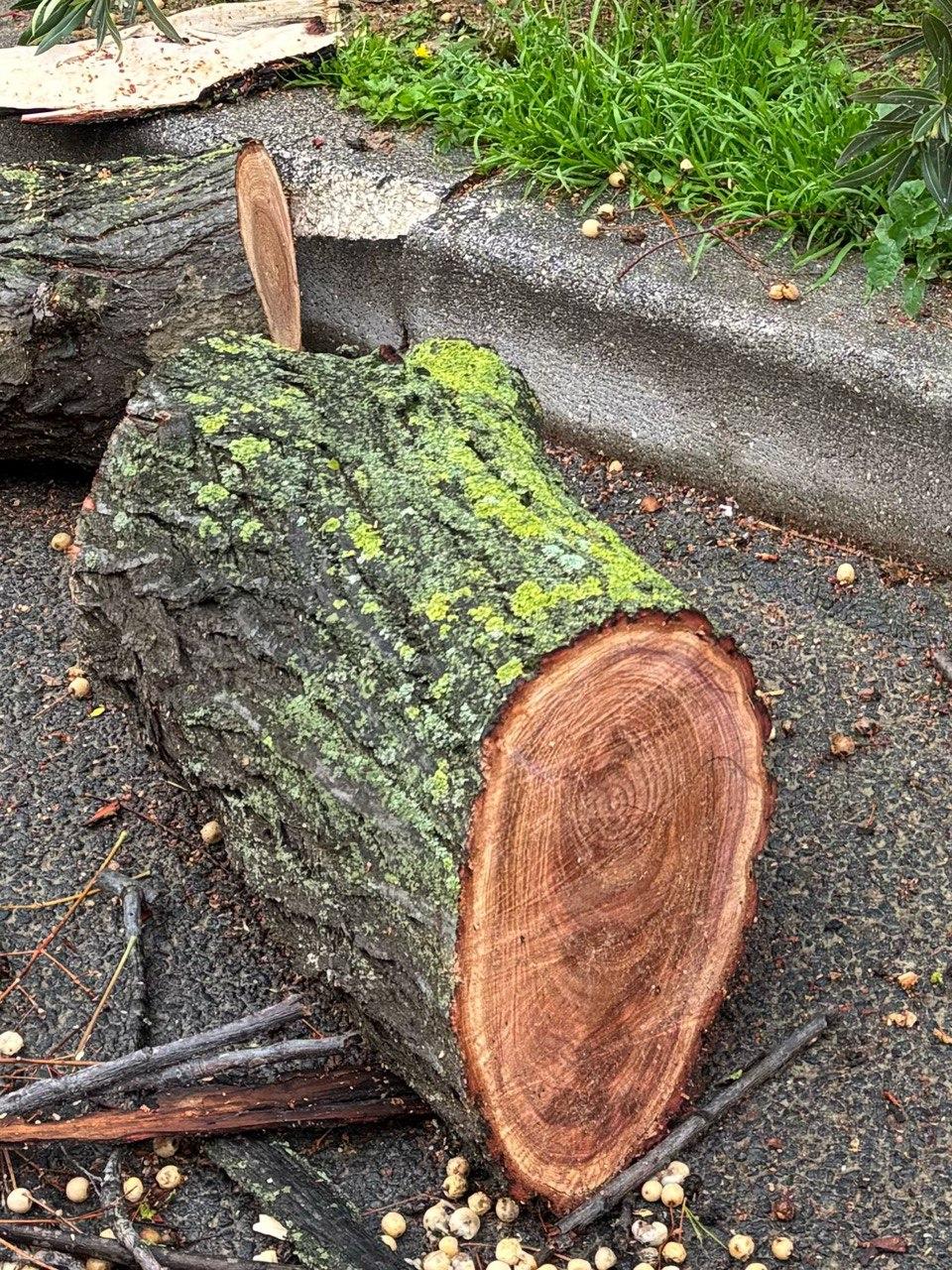 ALBERI TAGLIATI SULLA STRADA PARCO A PESCARA: PETTINARI E DI PILLO, “COMUNE FERMI QUESTO SCEMPIO”