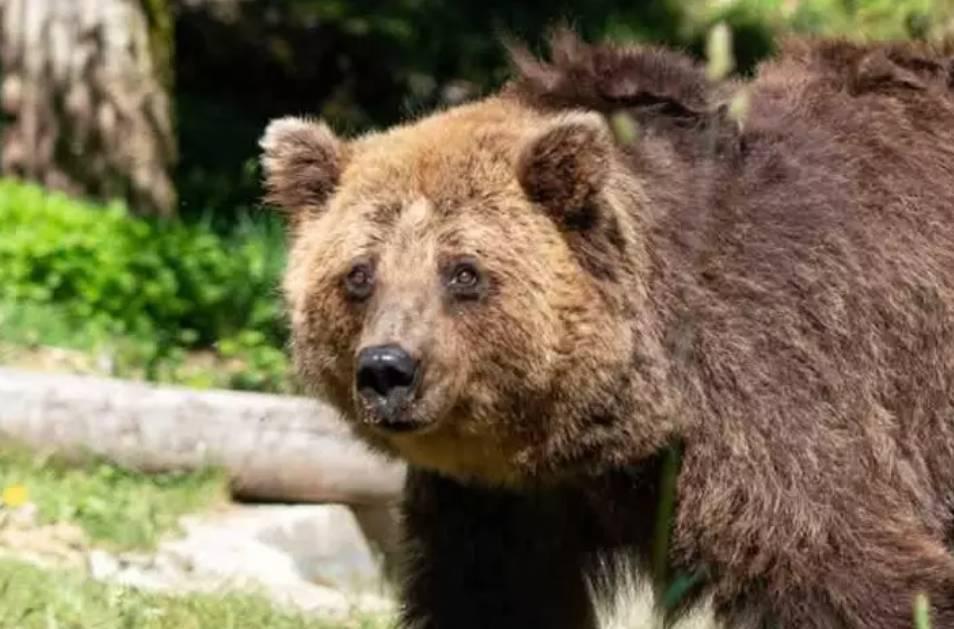 PARCO NAZIONALE D’ABRUZZO: E’ MORTA NITA, L’ORSA ARRIVATA NEL 2020 DALLA LITUANIA
