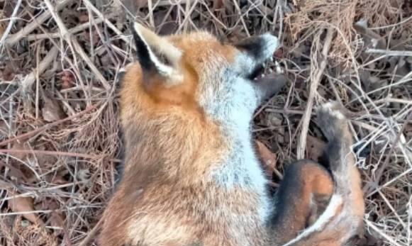 RAIANO: VOLPE UCCISA DA UNA TRAPPOLA, SCATTA LA DENUNCIA