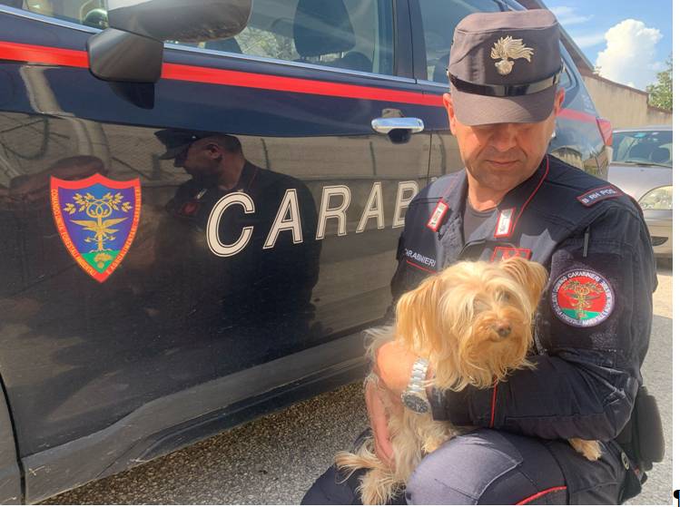AVEZZANO: COMMERCIO., VENDITA IRREGOLARE CUCCIOLI DI CANE, OLTRE 10MILA EURO MULTA