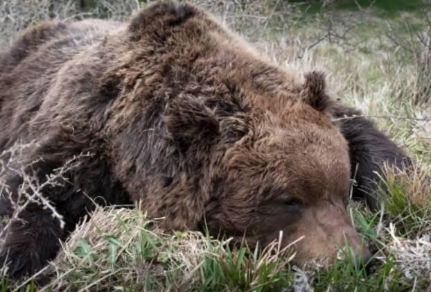 ORSO MORTO A ORTONA DEI MARSI: TROVATI PALLINI DA CACCIA