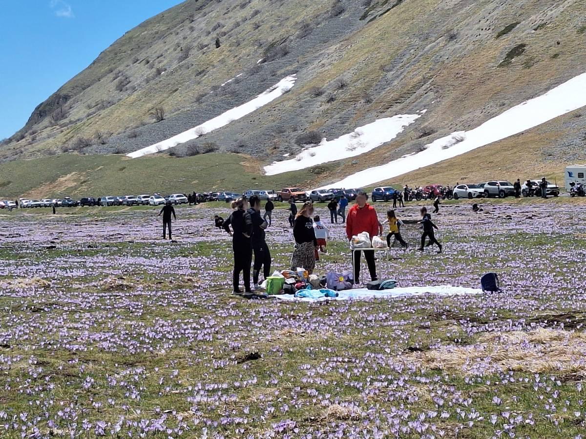 GRAN SASSO: TURISTI AL “PASCOLO” SU INFIORATA CROCUS, “SEGNALAZIONE AL PARCO SENZA RISPOSTA”