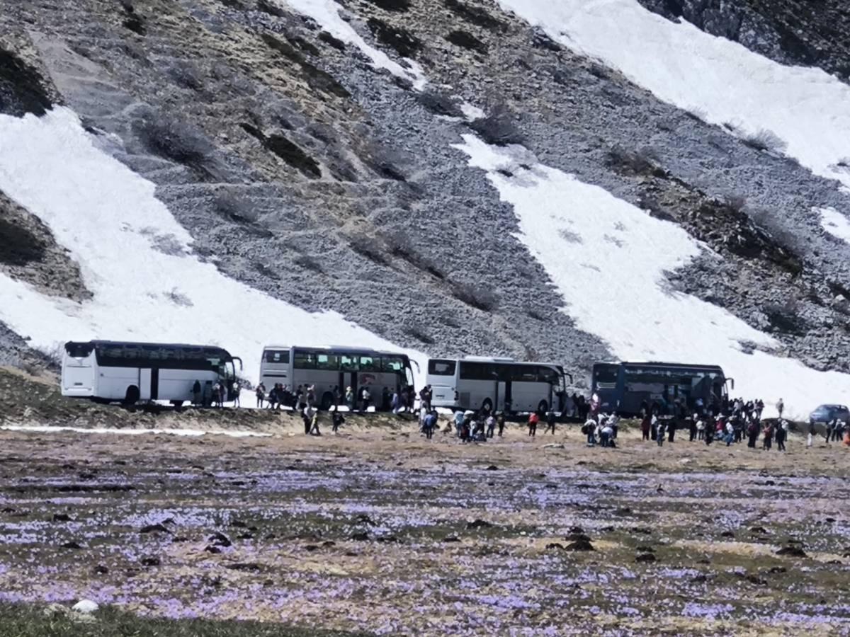 GRAN SASSO: ORDE DI TURISTI DEVASTANO INFIORATA CROCUS, “PIC NIC E PARTITE CALCIO, ZERO CONTROLLI”