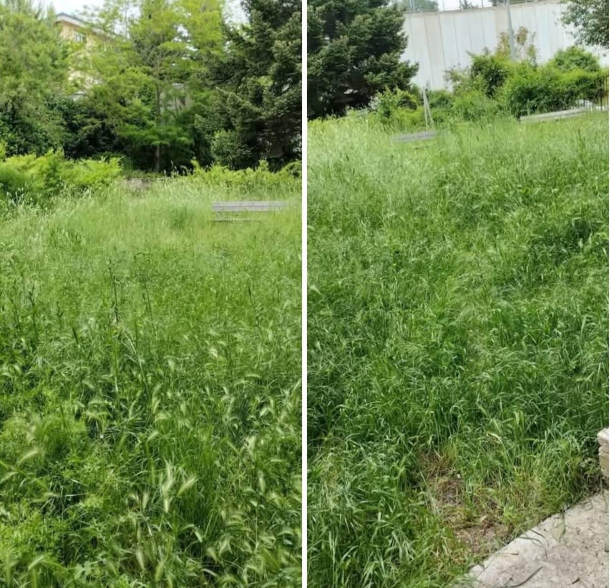 L’AQUILA: PROTESTE PER L’ERBA ALTA LUNGO VIA SPAVENTA NEL QUARTIERE TORRIONE