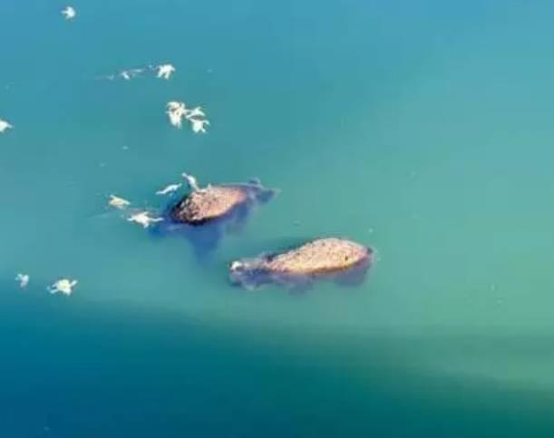 SCANNO: DUE CUCCIOLI DI ORSO MORTI IN LAGO ARTIFICIALE, PROCURA DI SULMONA APRE INCHIESTA