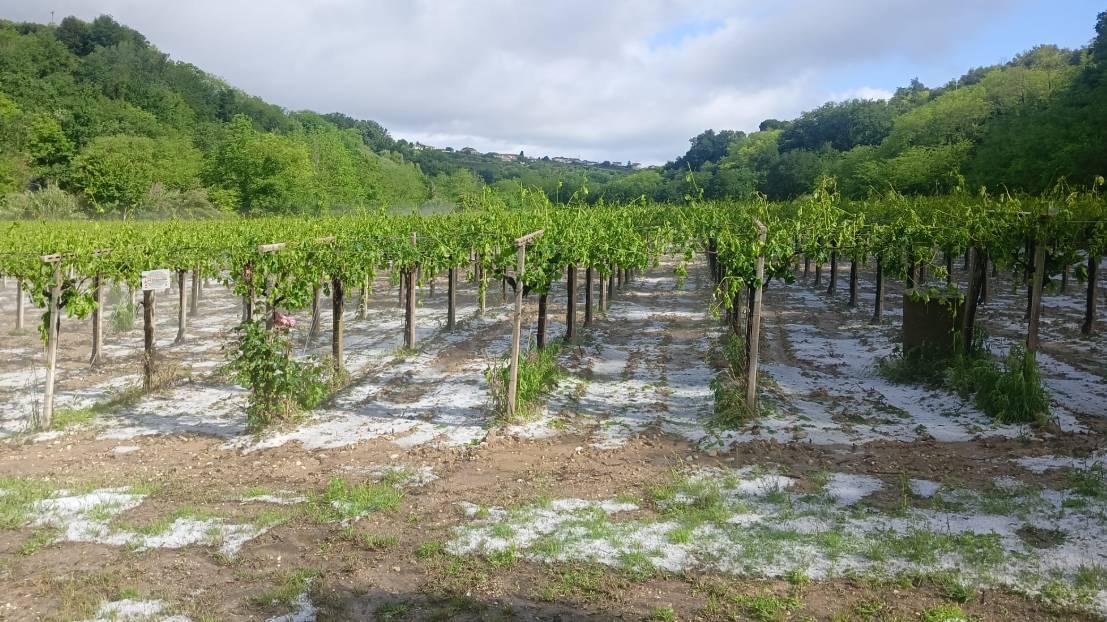DANNI MALTEMPO: PAOLUCCI, “REGIONE SI ATTIVI SUBITO, SERVONO RISPOSTE IMMEDIATE PER AGRICOLTURA”