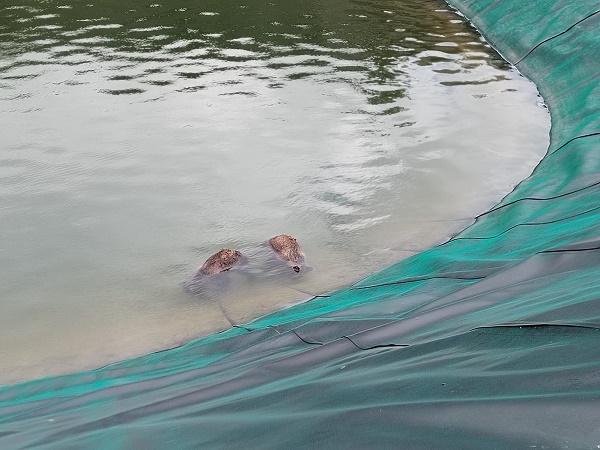 ORSI MORTI A SCANNO: “SUPERVISIONE SPETTAVA A PARCO”. DE SANTIS, “LAGHETTO IN ZONA SPECIALE”