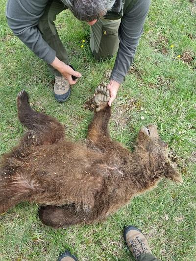 CUCCIOLI DI ORSO ANNEGATI A SCANNO: AIDAA PRESENTA ESPOSTO