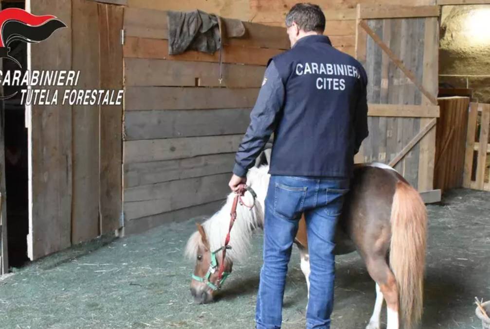 PONY RUBATO E VENDUTO ILLEGALMENTE DUE VOLTE, TRE DENUNCIATI