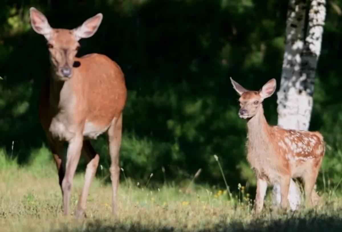 UN WEBINAR SU AVVISO PER LA BIODIVERSITA’ E L’AMBIENTE PROMOSSO DALLA REGIONE ABRUZZO