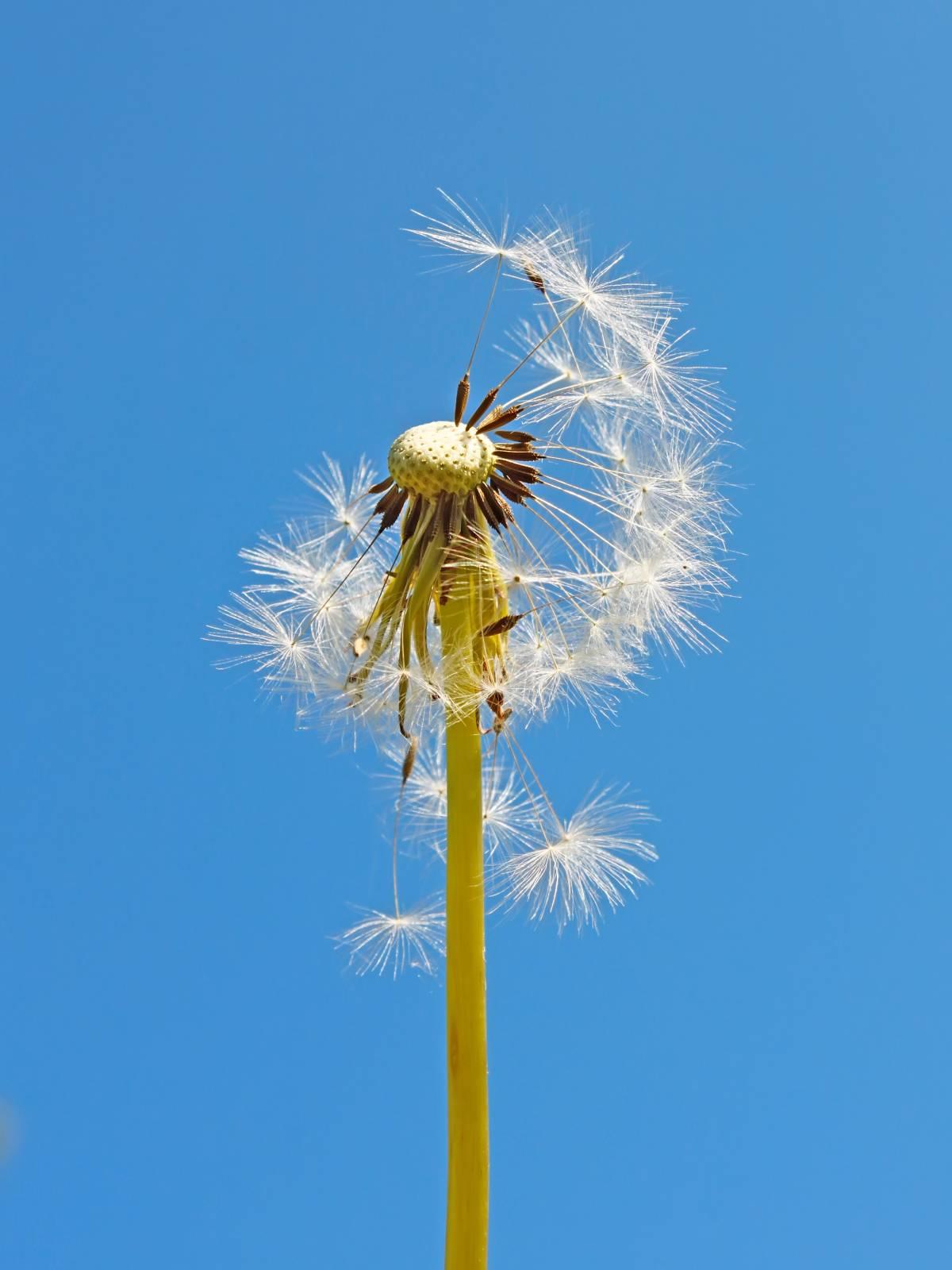 COME COMBATTERE L’ALLERGIA AL POLLINE TUTTO L’ANNO